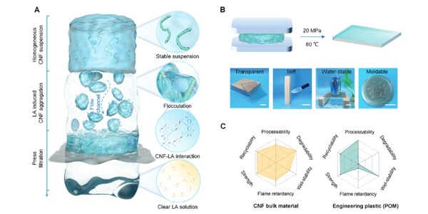 Supramolecular Scale Hydrophilicity Regulation Enabling Efficient Dewatering and Assembly of Nanocellulose into Dense and Strong Bulk Materials as Sustainable Plastic Substitutes